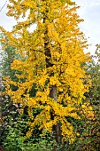 GINGKO BILOBA IN AUTUMN COLOUR