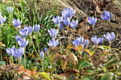 CROCUS SPECIOSUS