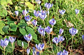 CROCUS SPECIOSA