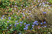 CROCUS SPECIOSA