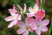 HESPERANTHA COCCINEA JENNIFER