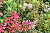 COTINUS COGGYGRIA IN AUTUMN