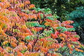 RHUS TYPHINA IN AUTUMN COLOUR