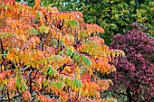 RHUS TYPHINA IN AUTUMN COLOUR