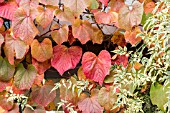 VITIS COIGNETIAE AGM IN AUTUMN COLOUR