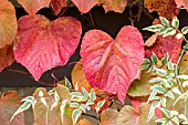 VITIS COIGNETIAE AGM IN AUTUMN COLOUR