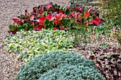 BETH CHATTO GARDENS, THE DRY GARDEN IN AUTUMN