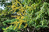 KOELREUTERIA PANICULATA