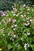 LATHYRUS VERNUS SPRING MELODY