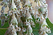 GARRYA ELLIPTICA CATKINS