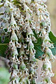 GARRYA ELLIPTICA CATKINS