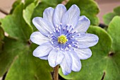 HEPATICA X MEDIA HARVINGTON BEAUTY