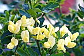 CORONILLA VALENTINA SUBSP. GLAUCA CITRINA AGM