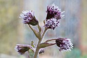 PETASITES FRAGRANS