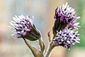 PETASITES FRAGRANS