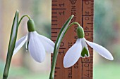 GALANTHUS ELWESII X NIVALIS MARKS TALL WITH RULE