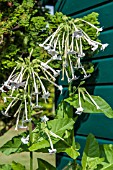 NICOTIANA SYLVESTRIS