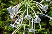 NICOTIANA SYLVESTRIS