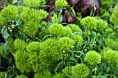 DIANTHUS GREEN TRICK