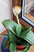 HAEMANTHUS ALBIFLOSS