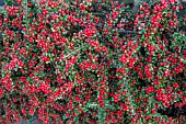 COTONEASTER HORIZONTALIS