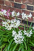 NERINE SARNIENSIS ALBA