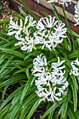 NERINE SARNIENSIS ALBA