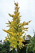 GINGKO BILOBA IN AUTUMN (MALE)