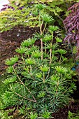 SCIADOPITYS VERTICILLATA