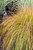 CAREX TESTACEA PRAIRIE FIRE