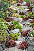 PATH OF SLATE AND ROCK WITH SEMPERVIVUMS