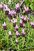 LAVANDULA STOECHAS BANDERA