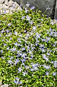 ISOTOMA AXILLARIS FAIRY FOOTSTEPS