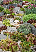 PATH OF SLATE AND ROCK WITH SEMPERVIVUMS