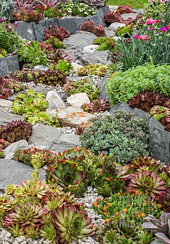 PATH_OF_SLATE_AND_ROCK_WITH_SEMPERVIVUMS