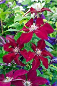 CLEMATIS REBECCA