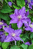 CLEMATIS SASHA