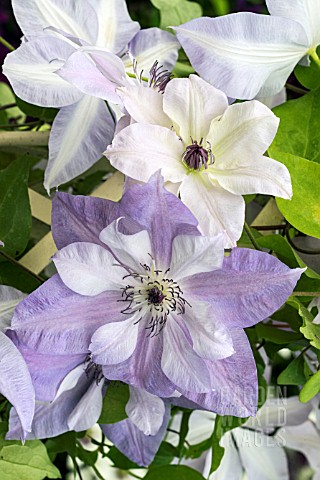 CLEMATIS_REFLECTIONS