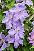 CLEMATIS SHIMMER