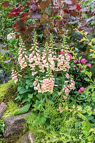 DIGITALIS_PURPUREA_SUTTONS_APRICOT