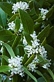 OSMANTHUS X BURKWOODII AGM