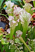 SARRACENIA LEUCOPHYLLA AGM