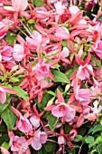 FUCHSIA VARIEGATED ROSE FANTASIA