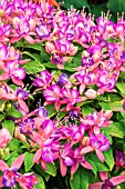 FUCHSIA VARIEGTED PINK FANTASIA