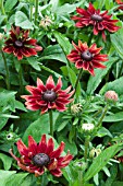 RUDBECKIA CHERRY BRANDY