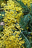 ACACIA DEALBATA AGM