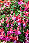 FUCHSIA LINDA MARY NUTT