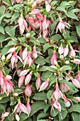 FUCHSIA JACK STANWAY