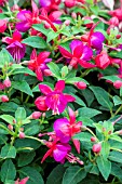 FUCHSIA GRANDMA SHEILA