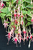 FUCHSIA ROSWITHA